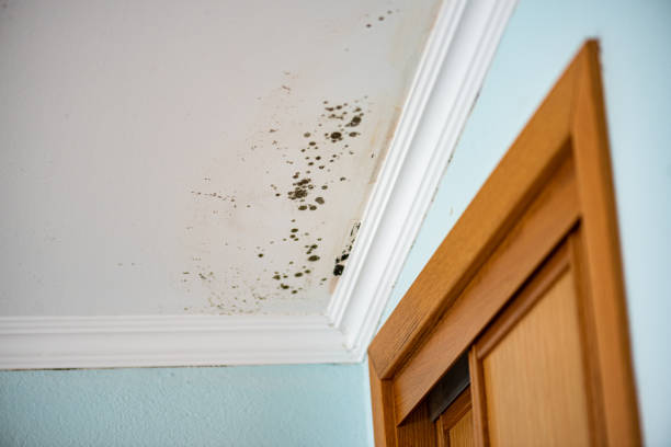 Best Mold Removal Company Near Me  in El Valle De Arroyo Seco, NM