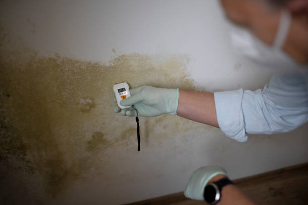  El Valle De Arroyo Seco, NM Mold Removal Pros