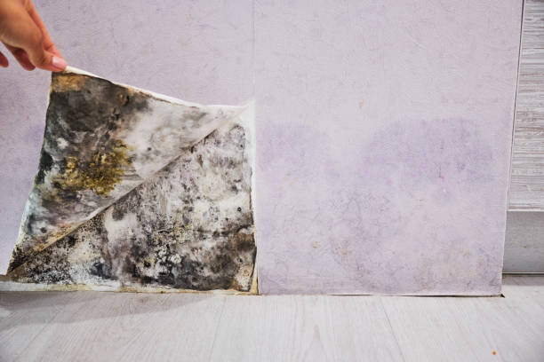 Home Mold Removal in El Valle De Arroyo Seco, NM